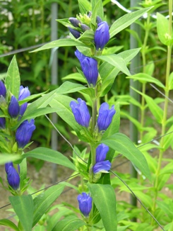 リンドウの花。薄紫色のつりがね型の花を咲かせます。